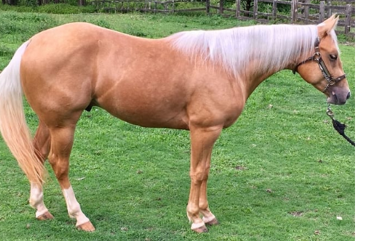 WESTSHINER